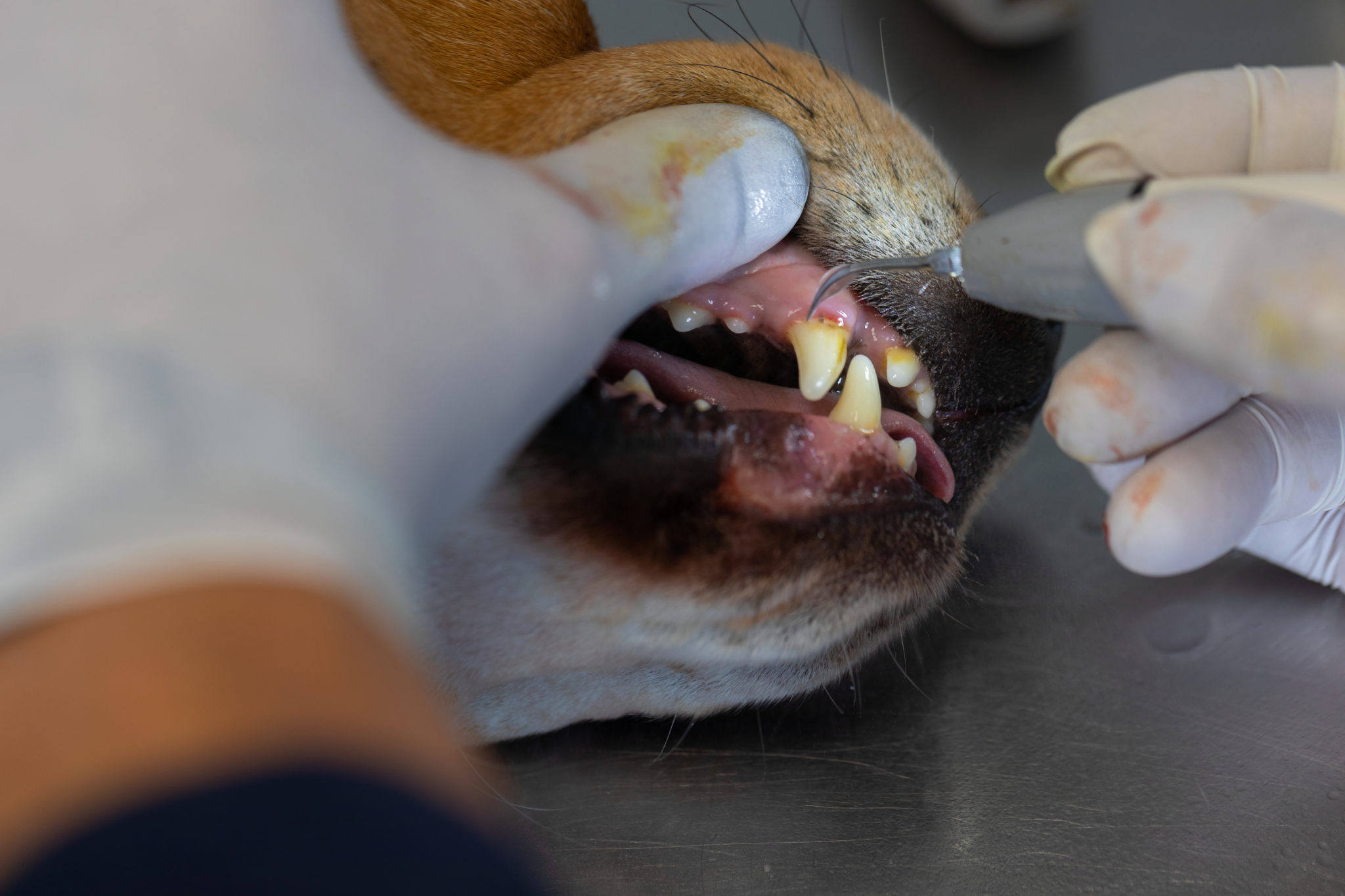 Cleaning a dog's teeth
