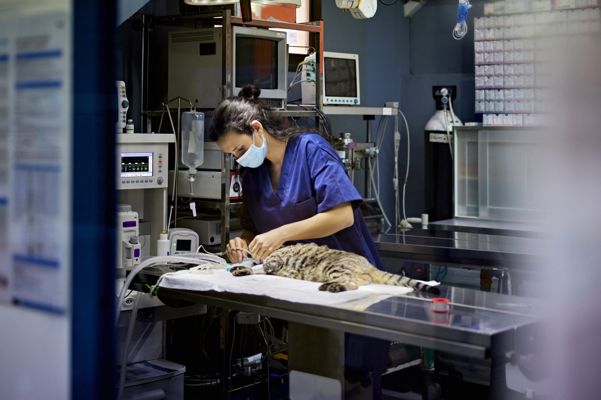 Female technician prepping cat for surgery