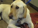 Dog at Silver Creek Animal Clinic